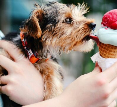 Can-Dogs-Eat-Ice-Cream_c5d99e9f-5e0d-4ad4-9e61-1cc390426332