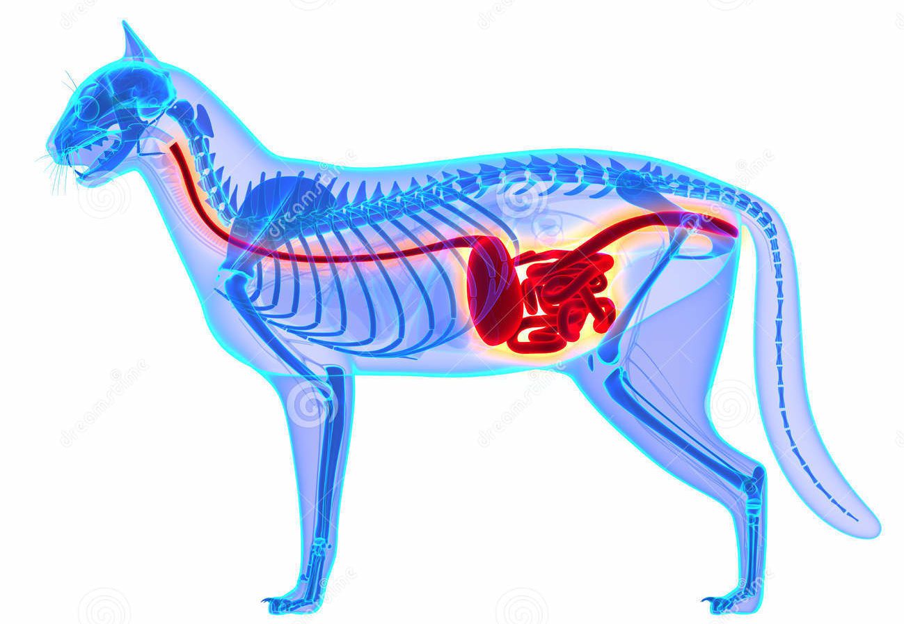 Sistema digestivo dos gatos