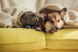 5 dicas para proteger seu pet do frio