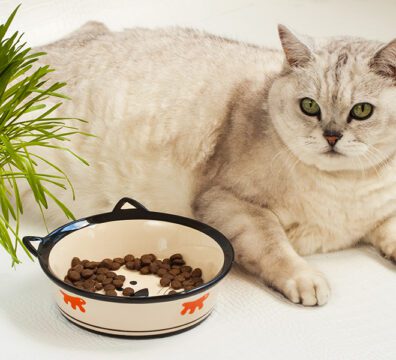 Big lazy overweight cat lying with a large bowl of dry food and grass for cats