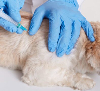 Veterinarian in latex loves dong injection for dog, vet holds syringe in hands, dog lying on table, puppy needs vaccination, domestic animal in veterinary clinic.