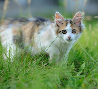 Tri colored young cat in the summer grass