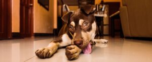 Lambedura: quando hábito se torna problema
