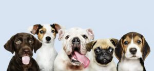 Dúvidas frequentes sobre cães filhotes