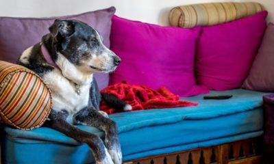 Shallow focus shot of an old dog resting on the couch A shallow focus shot of an old dog resting on the couch