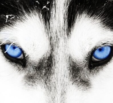 16_HUSKY-SIBERIANO_1_CAPA (2)