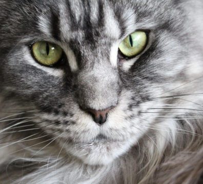 23_mainecoon_CAPA_BLOG