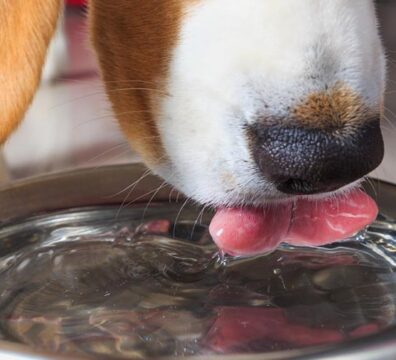 18_cachorro_piscina_2
