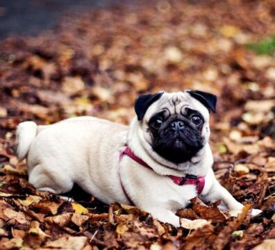 19_pug_capa