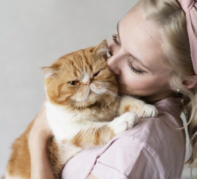 26_gato_persa
