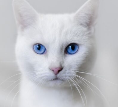 30_gato_branco_cego