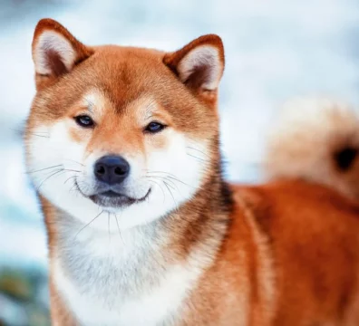 -Shiba-Inu_FeaturedImage-1024x615
