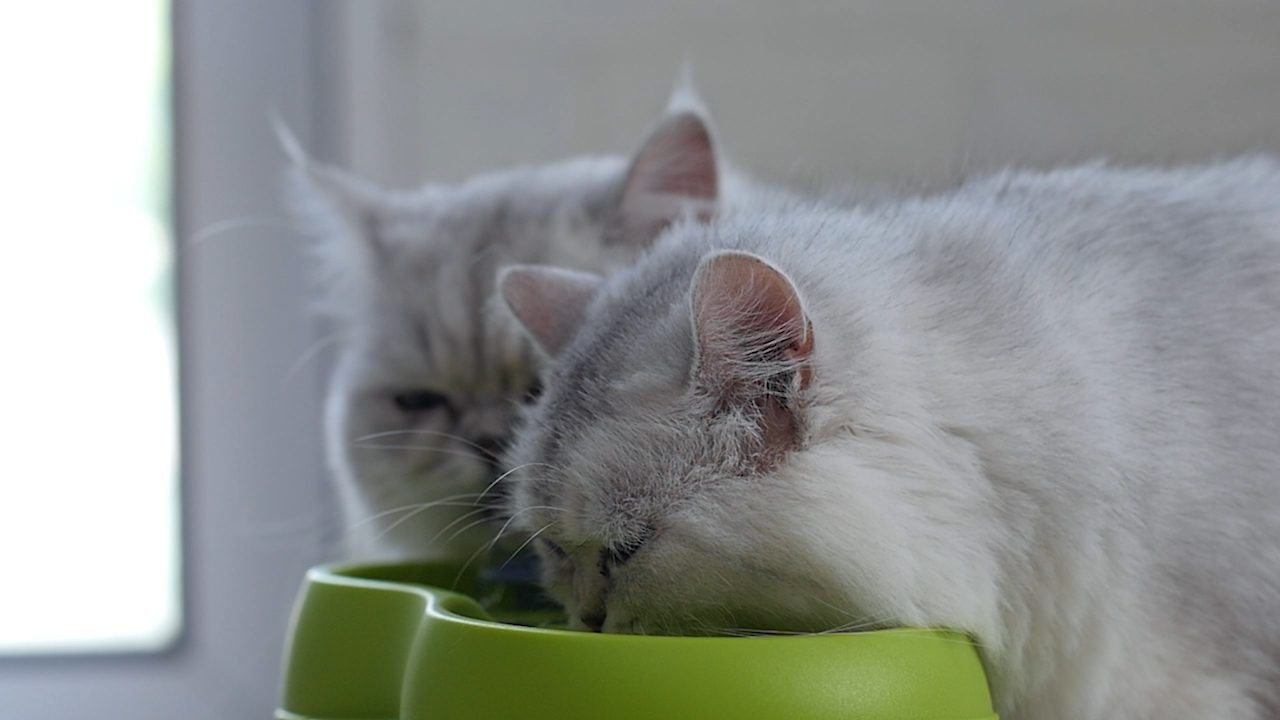 Pare tudo o que está fazendo e veja esse gatinho bebendo água em