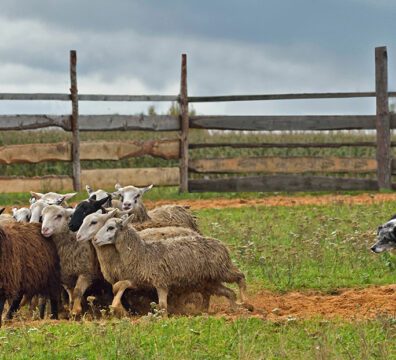 Border collie working flock of sheep in a meadow