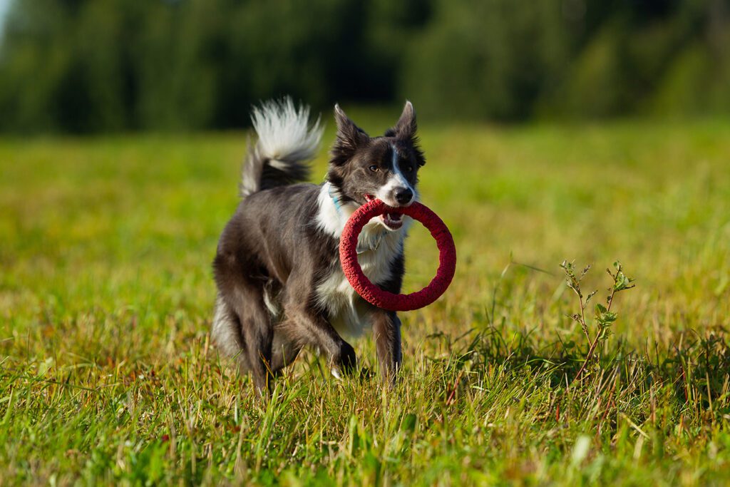 O Pastor Inglês é O Mais Inteligente Do Mundo. Collie Da Fronteira Marrom  No Treinamento De Serviço De Pastoreio Fica Feliz Sob a Imagem de Stock -  Imagem de amizade, animais: 215435891