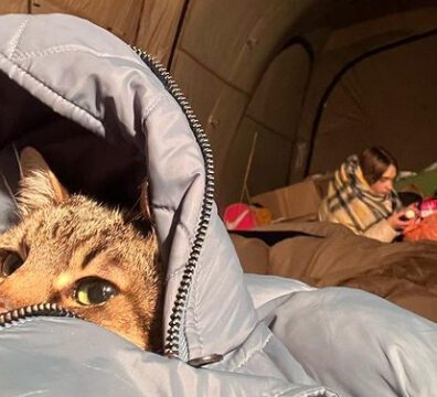 22_gato_ucrania_1