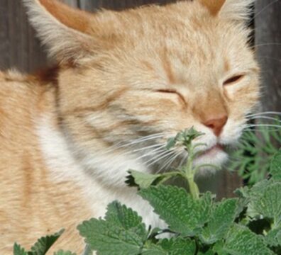 30_erva_gato_5