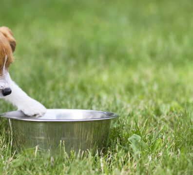 Hungry dog puppy waiting for his food - web banner with copy space