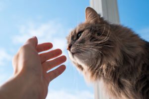 Esporotricose: doença que afeta gatos e humanos