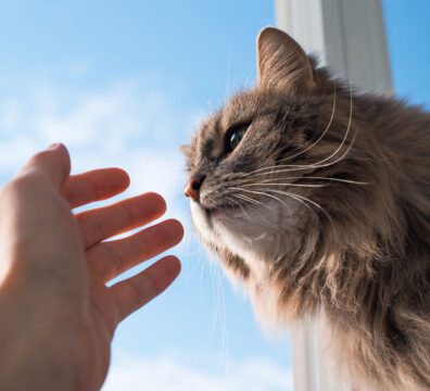 Fluffy cat sniffing human hand, close-up. Gray green-eyed cat of the Siberian breed indoors against the blue sky.