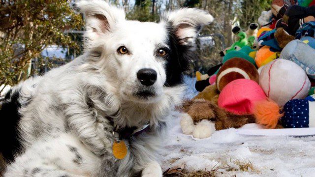 O Pastor Inglês é O Mais Inteligente Do Mundo. Collie Da Fronteira Marrom  No Treinamento De Serviço De Pastoreio Fica Feliz Sob a Imagem de Stock -  Imagem de amizade, animais: 215435891