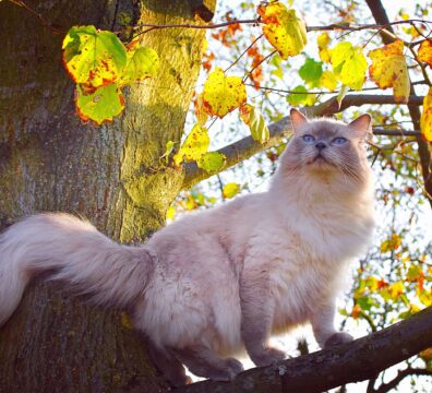 21_ragdoll