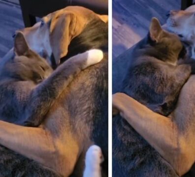 22_cachorro-gato-amor