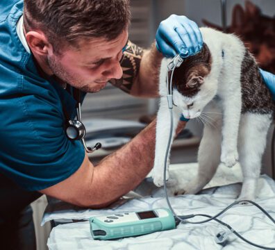Cat on a medical examination at a veterinary clinic, measuring the blood pressure