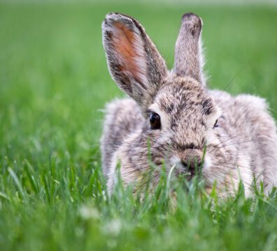 bunny-2021-08-29-18-15-21-utc