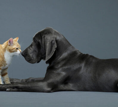 Cat and dog touching noses