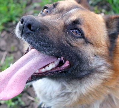 01_PETNEWS_CAPA_blog