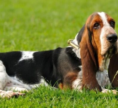 850_400_basset-hound_1521128483