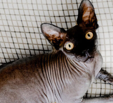 Gato Sphynx 8