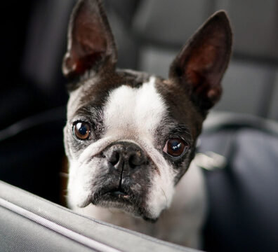 cachorro carro. 2
