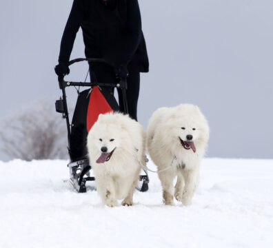 Dog-sledding with spitz dogs