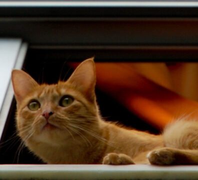 cat-at-window-2021-09-25-17-23-51-utc