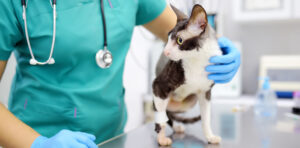 Suplementação para reforço de imunidade em felinos