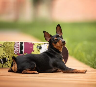 a-miniature-pinscher-dog-with-a-skateboard-2022-05-24-23-07-37-utc