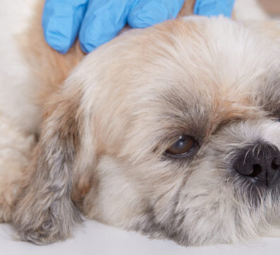 Hands of veterinarians in blue protective gloves examines Pekingese health, small dog lying on table in veterinary clinic, vet diagnoses puppy's disease.