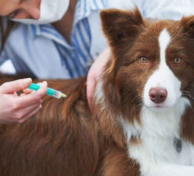 Brown Border Collie dog during visit in vet. High quality photo