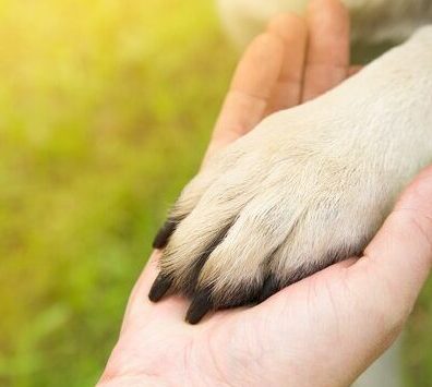 man-holds-paw-dog-park-summer-sunset-concept-friendship-teamwork-love_137637-26