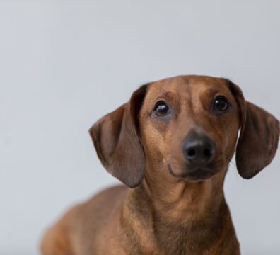 close-up-beautiful-dachshund-dog