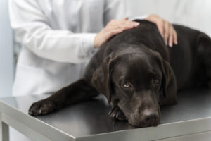 Atopia em cães