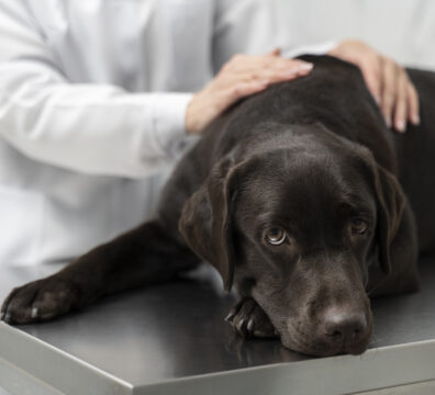 close-up-doctor-petting-dog