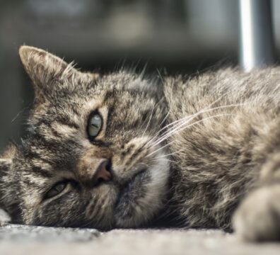 A closeup wide shot of an adult old domestic cat laying on the wooden porch and looking at the camera
