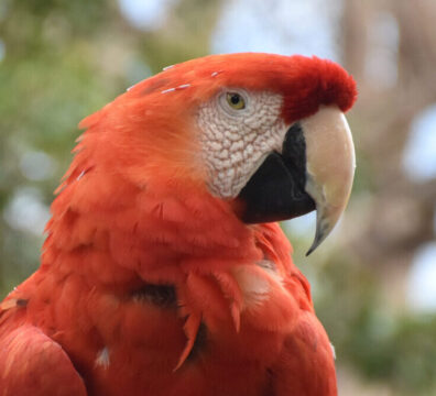 Red scarlet macaw with a hooked beak on a branch.