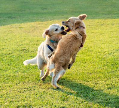 Two happy Golden Retriever dogs playing together, jumping and biting each other