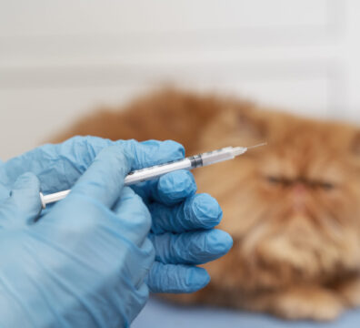 veterinarian-taking-care-pet (1)