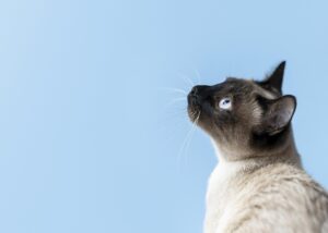 Qual a importância da taurina para gatos?