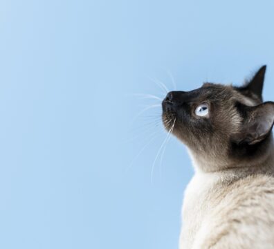 adorable-kitty-with-monochrome-wall-her